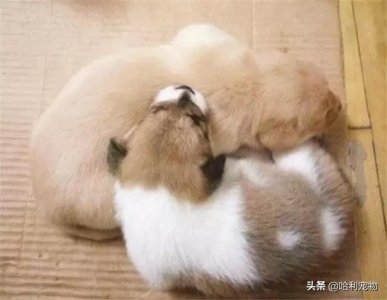 ​天啦噜，土狗宝宝小时候竟然辣么萌还辣么有个性