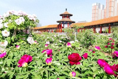 ​来菏泽赏牡丹，曹州百花园不容错过！