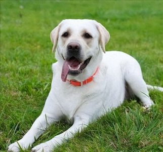 ​世界上最聪明的十种狗，我觉得它们某些方面真的比我聪明太多