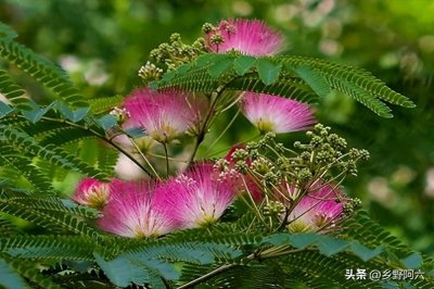 ​农村有一种植物，被称为“合欢树”，花朵小而香，却有药用价值