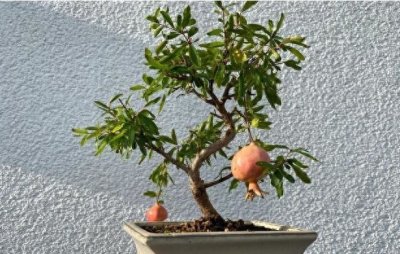 ​不用买盆栽，“3种”水果种子，扔花盆里面，20天长成漂亮小盆景