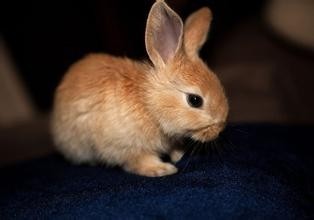 最佳易养的萌宠兔：公主兔太美腻