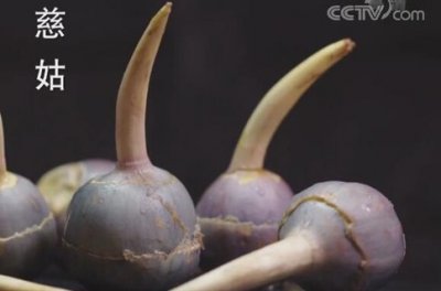 ​小众蔬菜“慈姑”，形似逗号，先苦后甜，营养丰富