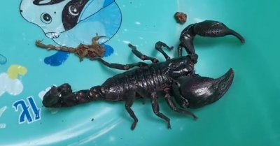 ​市民商场发现黑色蝎子，体长20公分，后得知居然是非洲帝王蝎