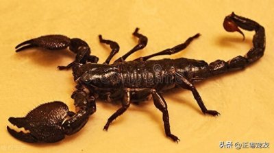 ​最适合新手的宠物蝎子：非洲帝王蝎