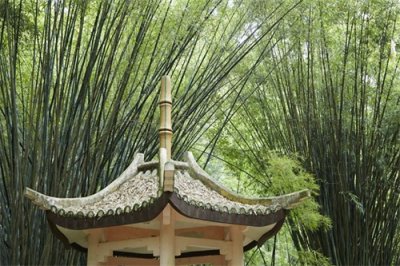 ​它是全国十大森林公园之一，森林覆盖率高，被誉为“福州之肺”