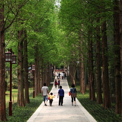 它是全国十大森林公园之一，森林覆盖率高，被誉为“福州之肺”