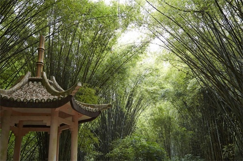 它是全国十大森林公园之一，森林覆盖率高，被誉为“福州之肺”