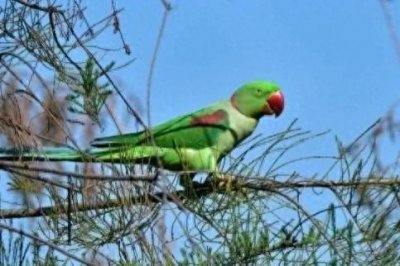 ​揭秘！全球唯一一只会说话的鹦鹉竟是中国籍