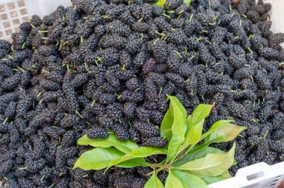 ​桑葚清洗有讲究，切忌只用清水，水中多加2样，洗得干净无虫卵