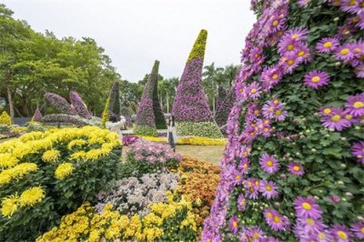 ​四区联动，赏花嘉年华2023深圳菊花展来了