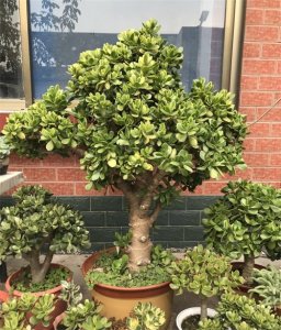 ​玉树养了30年，枝干比腰粗，玉树临风“老盆景”，价值好几万