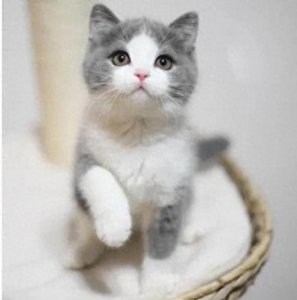 ​2023世界十大萌宠排名！