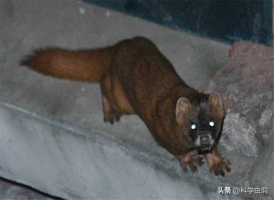 ​动物能“成精”吗？1997年黄鼠狼向一村民“讨封”，究竟是真是假