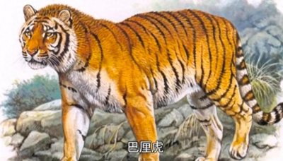 ​巴厘虎生的娇小而美丽，为何会灭绝呢？这或许是一个警示！