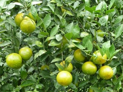 ​古代专供皇帝享用的水果，曾高达15一斤，如今收成好果农却发愁