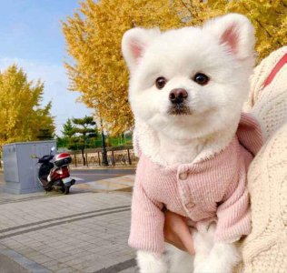 ​最好养的几种狗，新手也能养好，一年四季都健康