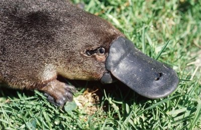 ​特立独行鸭嘴兽——竟然  脚跟藏毒针，雷达长嘴上，可怕！