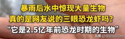 ​暴雨后水中现出“三眼恐龙虾”真相揭秘！