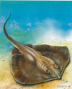 ​瞬间放电可达1100伏，“江河中的魔王”电鳐靠放电击退敌人