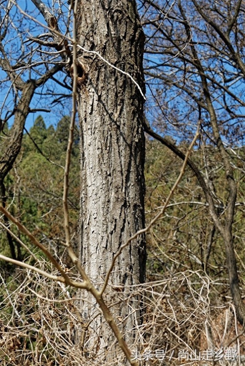杨树花好吃，但常见的杨树花却不能吃，别吃错了！