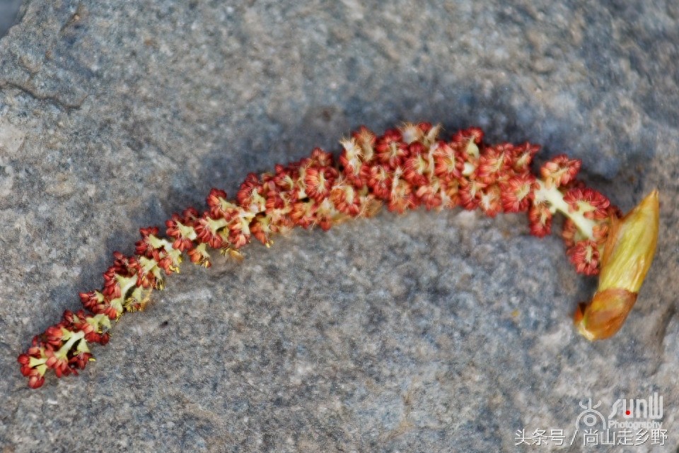 杨树花好吃，但常见的杨树花却不能吃，别吃错了！