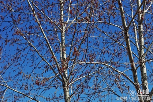 杨树花好吃，但常见的杨树花却不能吃，别吃错了！