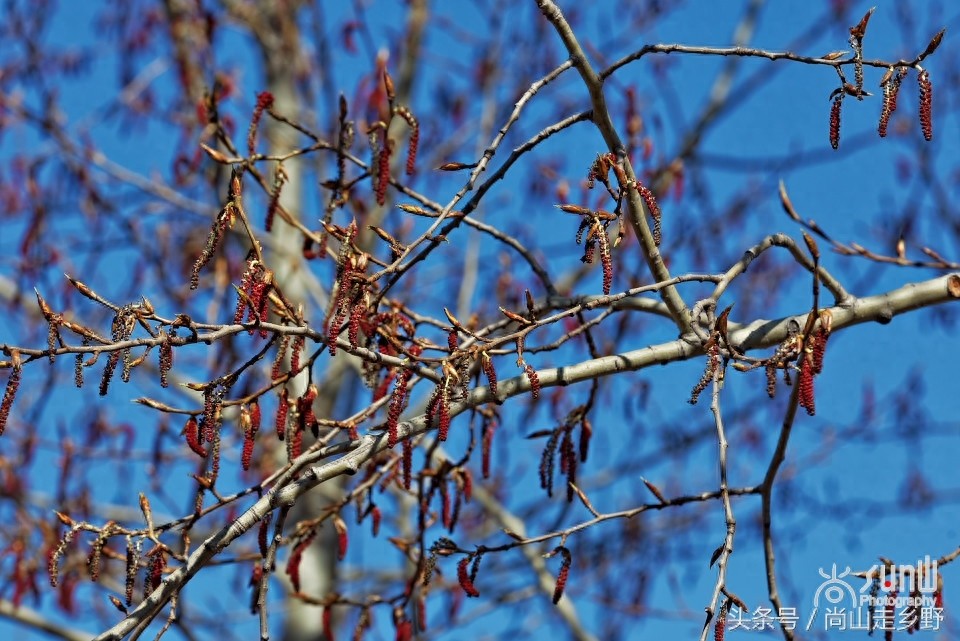 杨树花好吃，但常见的杨树花却不能吃，别吃错了！