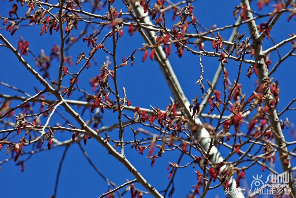 杨树花好吃，但常见的杨树花却不能吃，别吃错了！