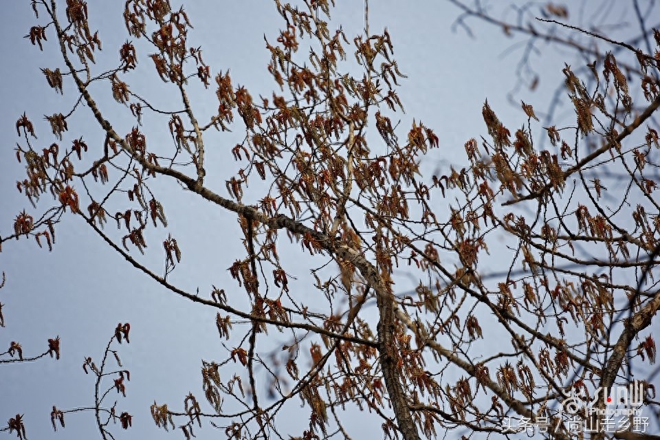 杨树花好吃，但常见的杨树花却不能吃，别吃错了！