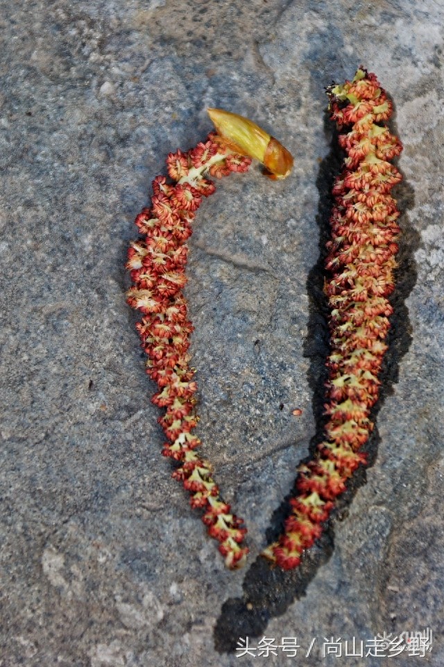 杨树花好吃，但常见的杨树花却不能吃，别吃错了！