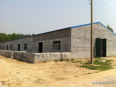 ​农村创业，养羊要建设怎样的羊舍？