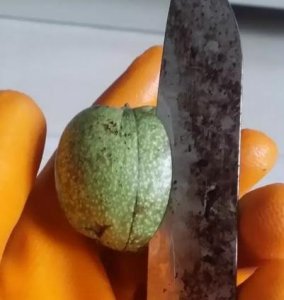 ​虽然入手了一对青皮核桃，但不知道开青皮的步骤，那也是白瞎
