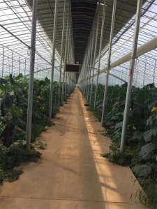 ​大棚蔬菜种植十大技术要点