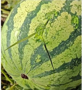 ​损失几十万！宁夏中卫拇指大的冰雹铺天盖地，卖上高价的西瓜惨啦