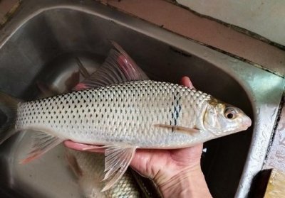 ​揭秘：狂拉土鲮钓法