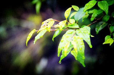 ​余庆｜中国小叶苦丁茶之乡