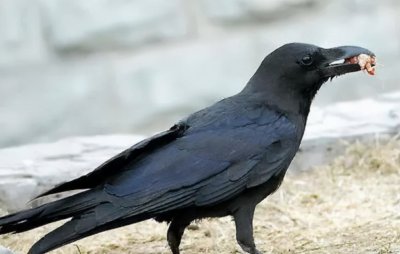 ​农村老人去世前，为何猫头鹰会“怪笑”？不是迷信科学揭秘真相