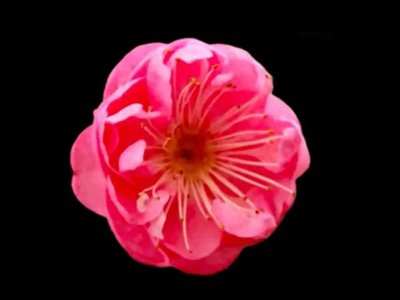 ​中国十大名花及寓意