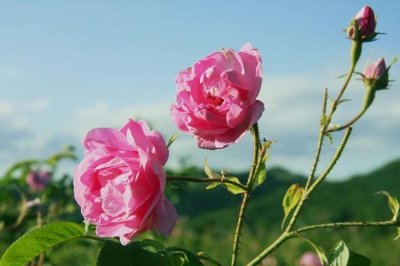 ​盘点10种能食用的鲜花，花友要收藏