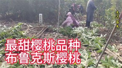 ​目前公认最好吃樱桃品种——布鲁克斯大樱桃！组培布鲁克斯...