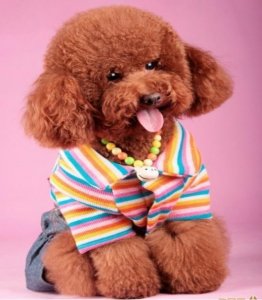 ​为什么都不建议养泰迪犬？