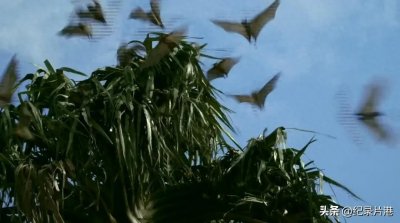 ​世界上非常致命的病毒“埃博拉”是如何爆发的？死者街头随处可见