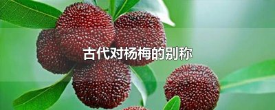 ​古代对杨梅的别称