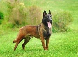 毛色发红，世界缉毒犬的第一首选：红狼犬超威武