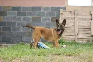 毛色发红，世界缉毒犬的第一首选：红狼犬超威武