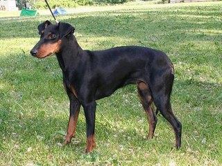 毛色发红，世界缉毒犬的第一首选：红狼犬超威武