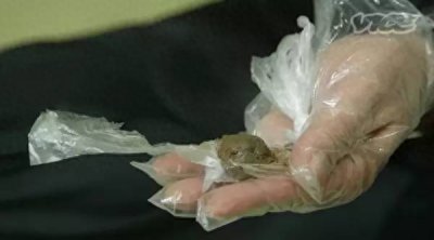 ​世界上最恶心的酒-韩国“屎酒＂你敢喝吗？