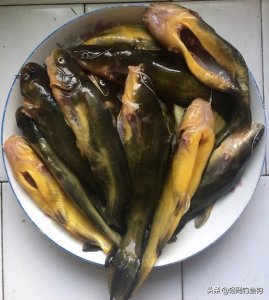 ​关于垂钓黄辣丁的一些技巧