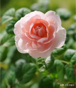 ​永不低头的高雅女神，月季界的小仙女——瑞典女王